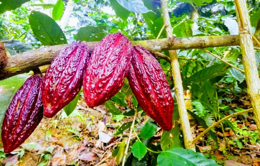 Route du Cacao – Rivière Don Diego