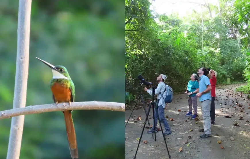 Observation des oiseaux dans le Parc Tayrona